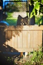 Dog looking over a fence