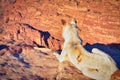 Dog looking over Petra historical site in Jordan from high place of Sacrifice Royalty Free Stock Photo