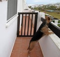 Dog looking over a wall.