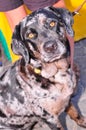 Dog looking at photographer, with alert eyes