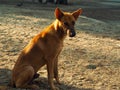 Dog, looking for a playmate Royalty Free Stock Photo