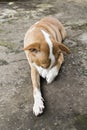 Dog looking sad bored lonely sick.