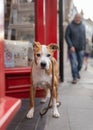 Dog looking sad and lost abandoned on street outside shop Royalty Free Stock Photo