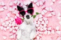 Dog love rose valentines Royalty Free Stock Photo