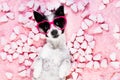 Dog love rose valentines Royalty Free Stock Photo