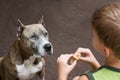 Dog, looking to hotcake