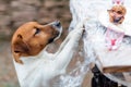 Dog looking to served picnic table. Jack russel dog trying to scrounge a kebab from the table Royalty Free Stock Photo