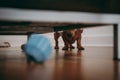 Dog looking under the sofa for the toy.