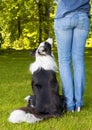 Dog looking up to his boss Royalty Free Stock Photo