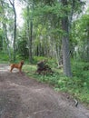 Dog looking up at tree