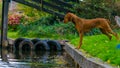 A dog looking at the water in the water channels of Giethoorn in the Netherlands Royalty Free Stock Photo