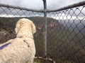 Dog at a lookout in the Blue Mountains Royalty Free Stock Photo