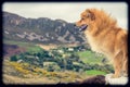 Dog on a lookout Royalty Free Stock Photo