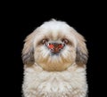 Dog looks at butterfly at his nose Royalty Free Stock Photo