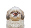 Dog looks at butterfly at his nose Royalty Free Stock Photo