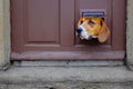 A dog looks through the cat flap in a door