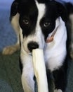 Dog looks coyly at camera while preparing to eat bone