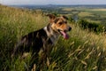 The dog looks into the distance from the mountain Royalty Free Stock Photo