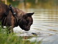 The dog looks at the fish in the water Royalty Free Stock Photo