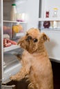 Dog looks in the fridge Royalty Free Stock Photo