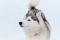 Dog looks like wolf. Portrait of gray white Siberian husky on background of white snow top view. Beautiful and fluffy northern Royalty Free Stock Photo