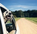 Dog looks out of car window