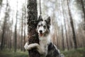 The dog looks out. Curious pet. Border Collie outside the home Royalty Free Stock Photo