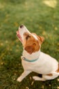 The dog looks at owner with faithful eyes. Dog on the green grass Royalty Free Stock Photo