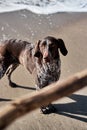 Dog looks at stick and wants to play. German shorthair breed of hunting dogs. Close up portrait of Kurzhaar. Walk with dog Royalty Free Stock Photo