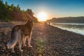 Dog looks at the sunset. Siberian husky on the shore of the evening summer river. Back view. Copy space.