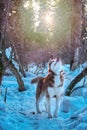 Dog looks at top, lift up head. Siberian husky hunting in winter forest, looking carefully at branches tree.