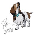 The dog looks up. Dog Basset. Dog with a collar.