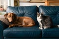 Dog lounging on blue couch, cat nearby in cozy living room Royalty Free Stock Photo