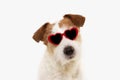 Dog love celebrating valetine`s day with red heart shape glasses. Isolated on white background Royalty Free Stock Photo