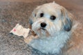 Havanese dog and crumpled note with the words I love you Royalty Free Stock Photo