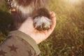 DOG LOVE OBEDIENCE. CLOSE-UP PUPPY HIGH FIVE ON GREEN GRASS Royalty Free Stock Photo