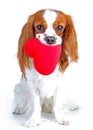 Dog with heart Cavalier king charles spaniel dog photo. Beautiful cute cavalier puppy dog on isolated white studio