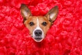 Dog love rose valentines Royalty Free Stock Photo