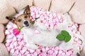 Dog love rose valentines Royalty Free Stock Photo