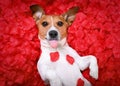 Dog love rose valentines Royalty Free Stock Photo