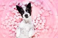 Dog love rose valentines Royalty Free Stock Photo