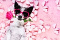 Dog love rose valentines Royalty Free Stock Photo