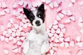 Dog love rose valentines Royalty Free Stock Photo