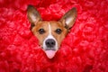 Dog love rose valentines selfie Royalty Free Stock Photo