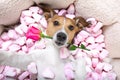 Dog love rose valentines selfie Royalty Free Stock Photo