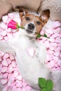 Dog love rose valentines selfie Royalty Free Stock Photo