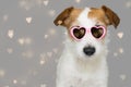 DOG LOVE VALENTINE DAYS. CUTE JACK RUSSELL WEARING PINK EYE SUNGLASSES WITH HEART SHAPE. ISOLATED AGAINST GRAY BACKGROUND WITH