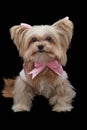 Dog in Lovely Pink Dress Royalty Free Stock Photo