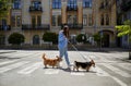 Young woman walking the corgis in the European city center. Owner walks two cute Pembroke Welsh Corgi dogs on a leash in sunny