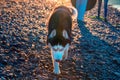 Dog loves life. Husky dog sneaks up on you looking at camera. Siberian husky runs crouching down with his head lowered. Royalty Free Stock Photo